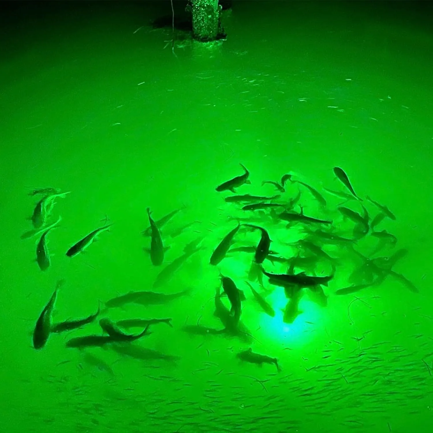OROOTL LED Underwater Fishing Light, 4 Pack Deep Drop Fishing Lights Waterproof Fish Night Light Attractive Flashing Green White Red Blue Bait Lure Lamp Accessories
